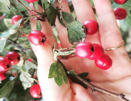 Hawthorne Berries: Urban Foraging in the Fall with Mossy Tonic