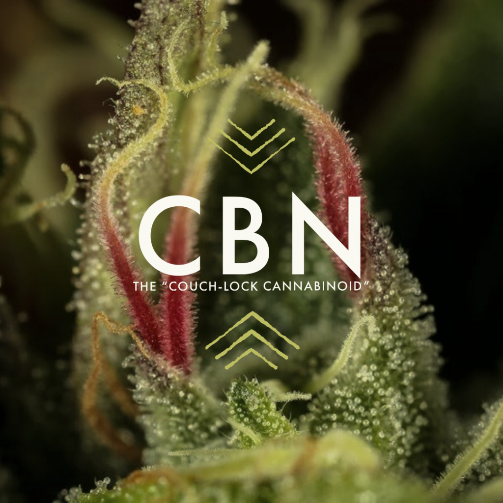 CBN Cannabinoid- Cannabinoids and Terpenes Education at Home Grown Apothecary