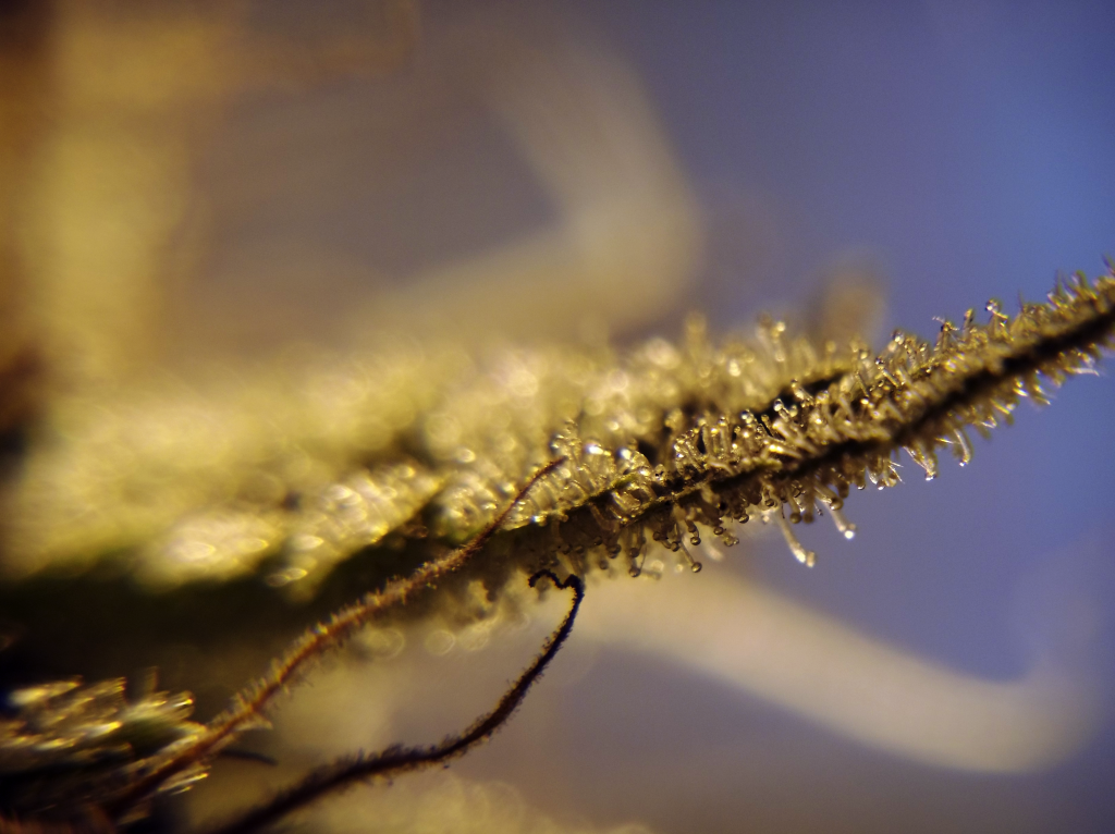Cannabinoid and Terpene Education at Home Grown Apothecary Photo by Space Face Media
