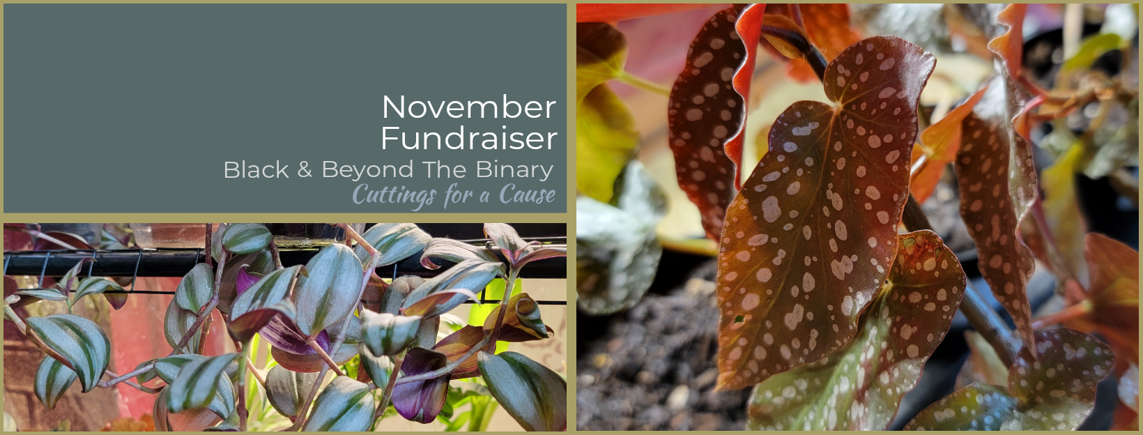 Black & Beyond Binary Collective: November Fundraiser at Home Grown Apothecary